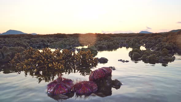 Antler Coral At Dawn And Red Sea Urchin.