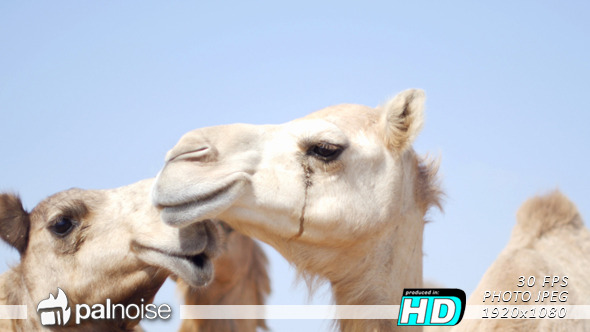 Syria Camel Desert Group