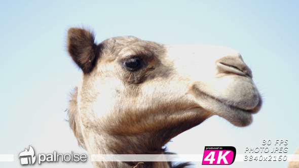 Camel Face 03