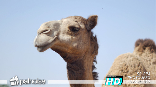 Camel face 02