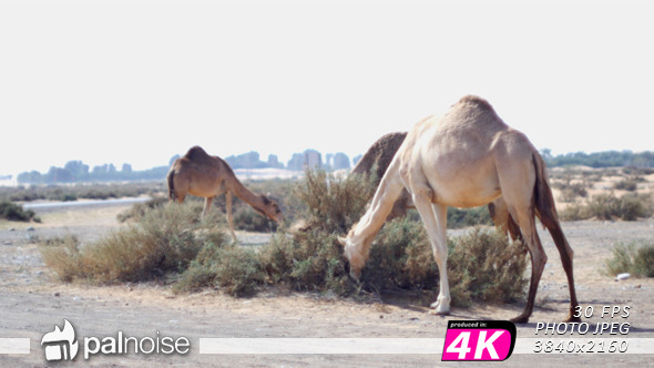 Camel Desert Syria
