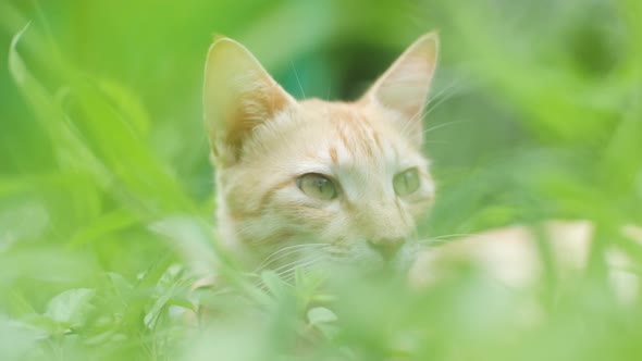 Handsome Male marmalade tabby cat looking straight then turning away slow motion