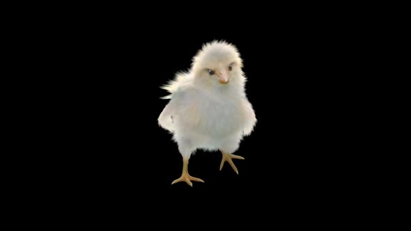 16 Baby Chicks Dancing HD