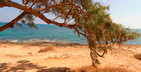 Lonely Tree Growing By the Sea