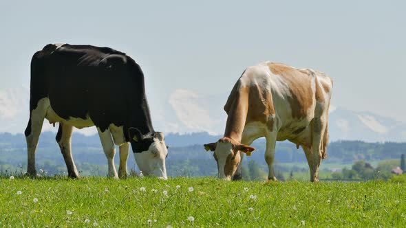 herd of cows on summer pasture in rural landscape
