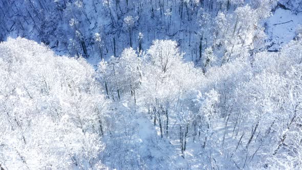 Drone Flies Over Trees With Snow  In The Forest In Winter 