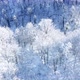 Drone Flies Over Trees With Snow  In The Forest In Winter  - VideoHive Item for Sale