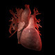 Beating Human Heart - Increasing Heartbeat - VideoHive Item for Sale