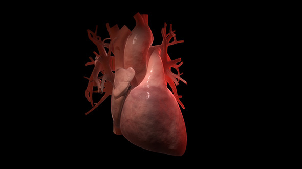 Beating Human Heart - Increasing Heartbeat