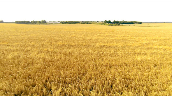 Flying Over a Wheat Field alt
