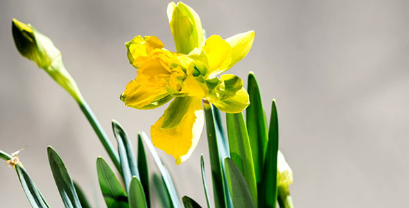 Daffodils Open Up Their Blossoms