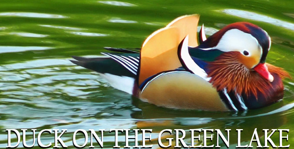 Duck on the Green Lake