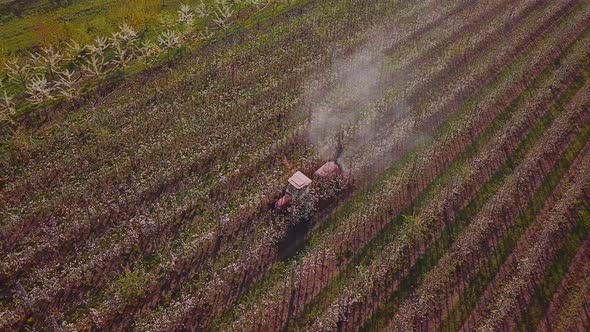 Industrial Spraying of Apple Trees