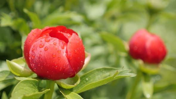 Red Paeonia peregrina  flower bud shallow DOF 4K 2160p 30fps UltraHD footage - Bush of Peony family 