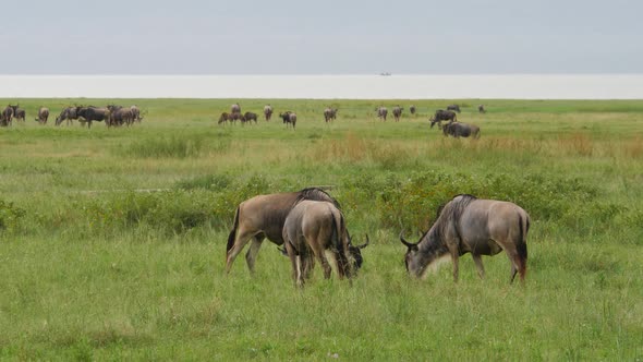 Wildebeests are running around in the savannah of Tarangire National park