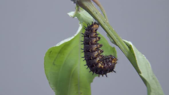 Blue Pansy Caterpillar ready going into cocoon, pupa or chrysalis, undergoes metamorphosis