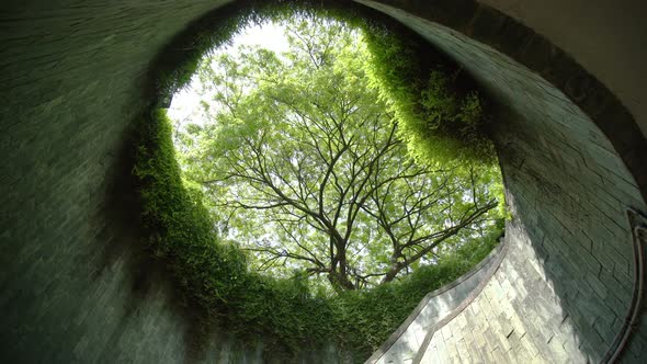 Tree Swaying The Wind At Park