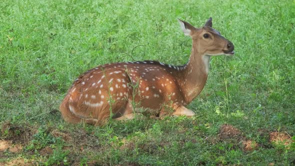 Beautiful Young Female Chital or Spotted Deer Relaxing on Grass in Ranthambore National Park