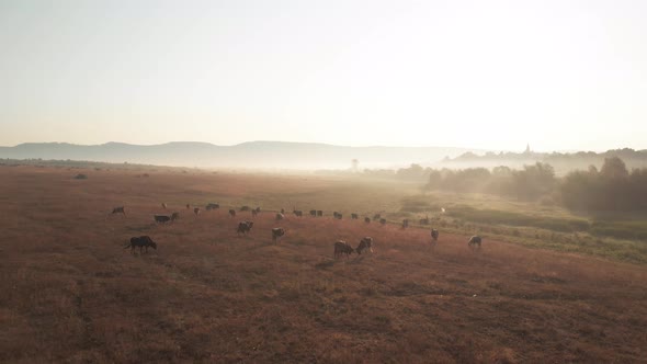 Herd of Cows Grazing on a Pasture on a Sunny Day