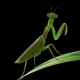 Praying mantis - 3DOcean Item for Sale