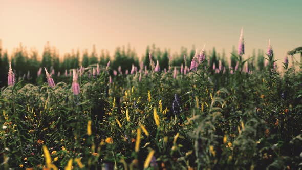 Flowers on the Mountain Field During Sunrise in the Summer Time alt