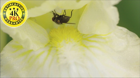 A Pest Fly on a Flowers Nectar