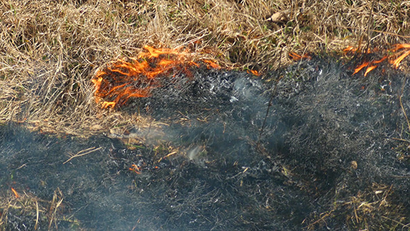 Burning Dry Grass In The Steppe