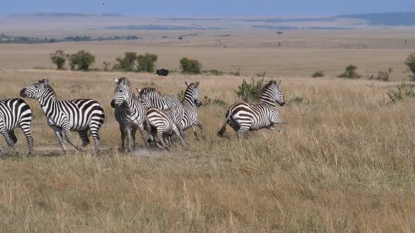 Grant's Zebra, equus burchelli boehmi, topi, group running through Savannah