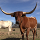 Texas Longhorn 3 - VideoHive Item for Sale