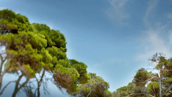 Clouds In The Sky Shot Through Pine Trees Moving Gently In The Wind 1