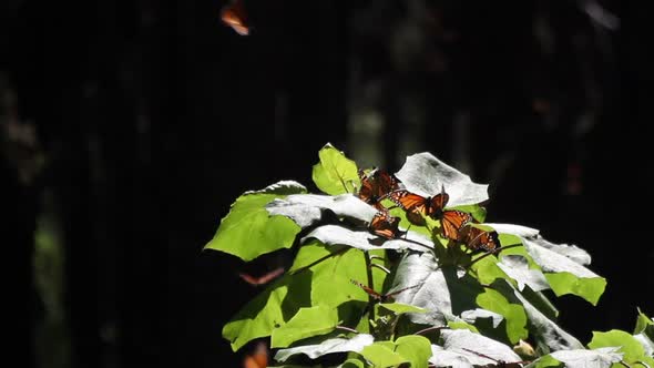 Monarch Butterfly Sanctuary Mexico 13