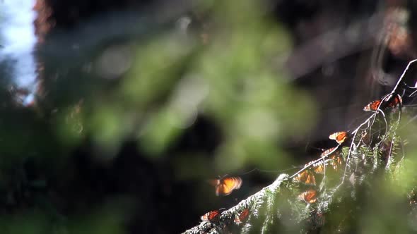 Monarch Butterfly Sanctuary Mexico 15