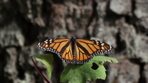 Monarch Butterfly Sanctuary Mexico 8