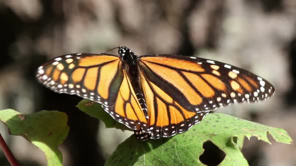 Monarch Butterfly Sanctuary Mexico 9