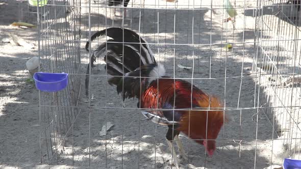 Two Chickens Fight To The Death In A Fight In Mexico 2