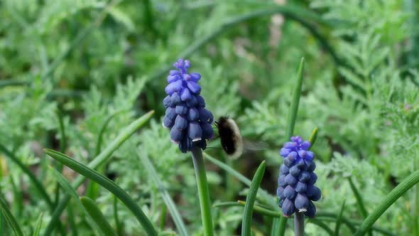 Bee On Flower 74