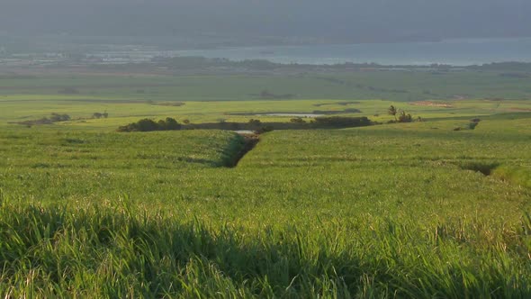 Sugar Cane Field 1