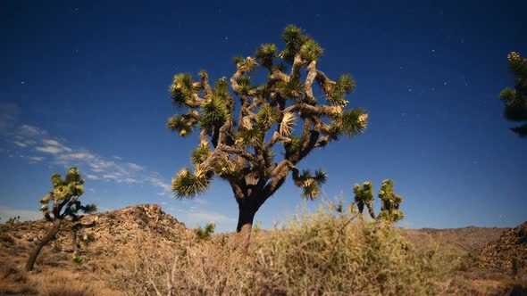 Joshua Tree At Night Full Moon - 9