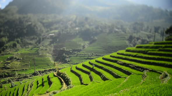 Scenic Rice Farm Terraces - Northern Mountains Of Sapa Vietnam 3