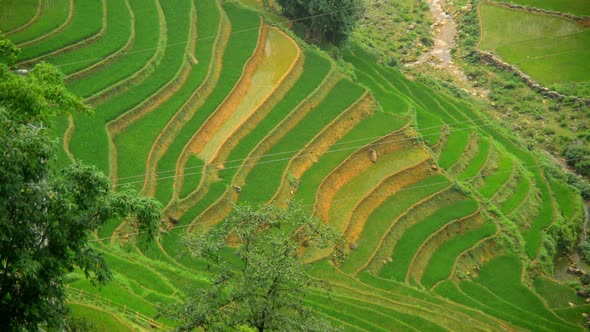 Scenic Rice Farm Terraces - Northern Mountains Of Sapa Vietnam 4 alt