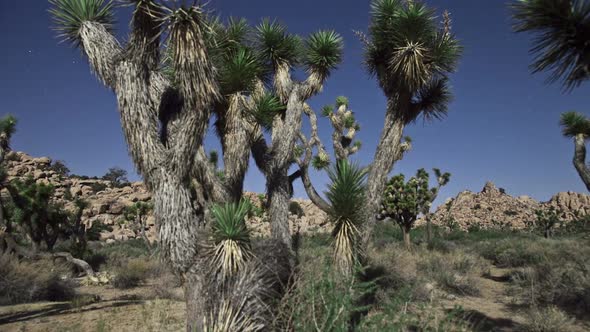 Yucca Plant At Night 1