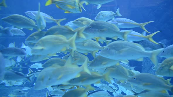 Large Aquarium Fish Tank 2