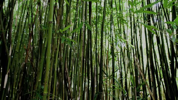 Bamboo Forest 2