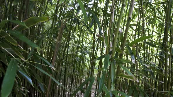 Bamboo Forest 4