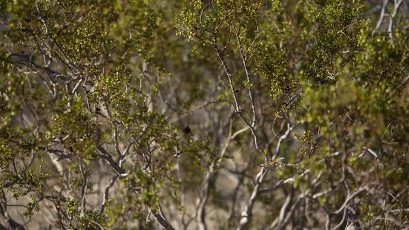 Bush At Joshua Tree National Park