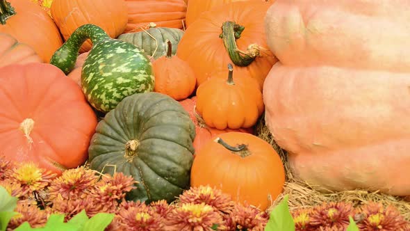 Cornucopia Of Fall Holiday Items 2 alt