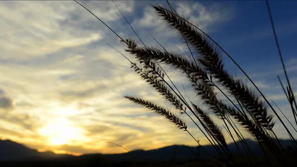 Cattails During Sunset 1
