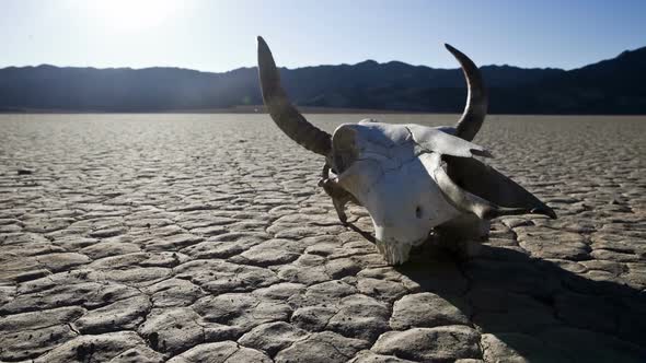Desert Floor With Cow Skull - Death Valley 2