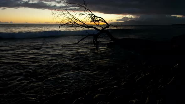 Dead Tree In The Ocean At Sunset