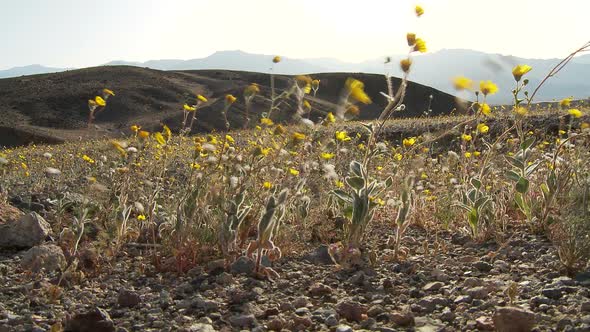 Death Valley Desert Flowers 1